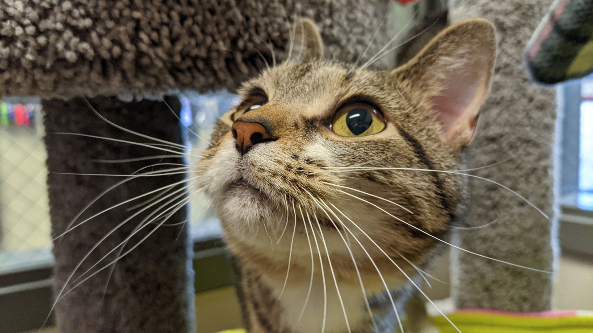 NI Humane Society pets for adoption-1.jpg